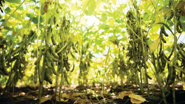 Soybean crop rotation: A '3-in-1' solution for sustainable agricultural production